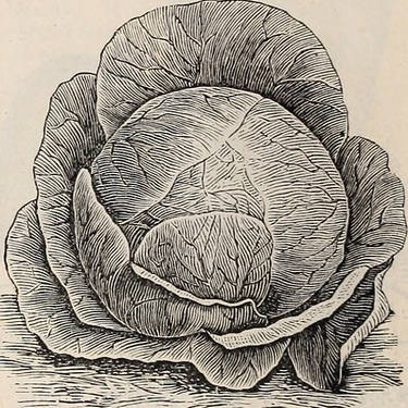 Good Soil